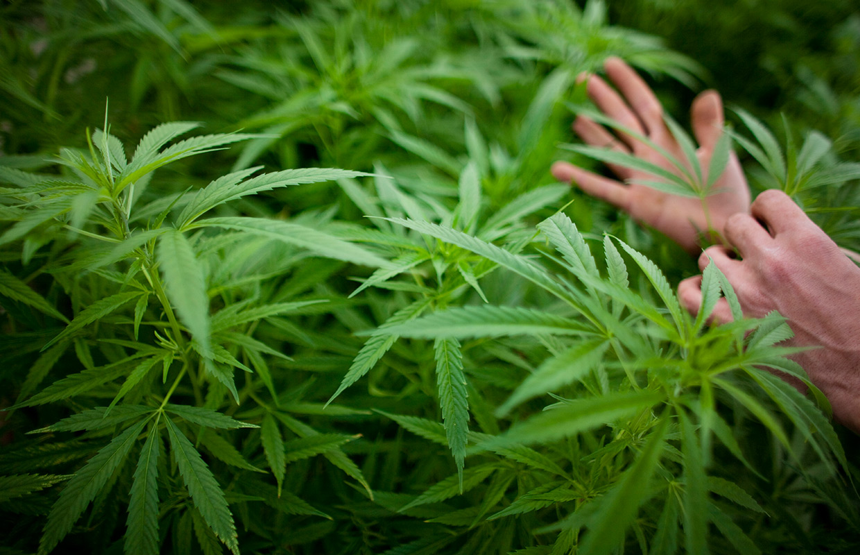 Maple Falls man sentenced for robbing multiple Washington pot shops - Vimarsana News
