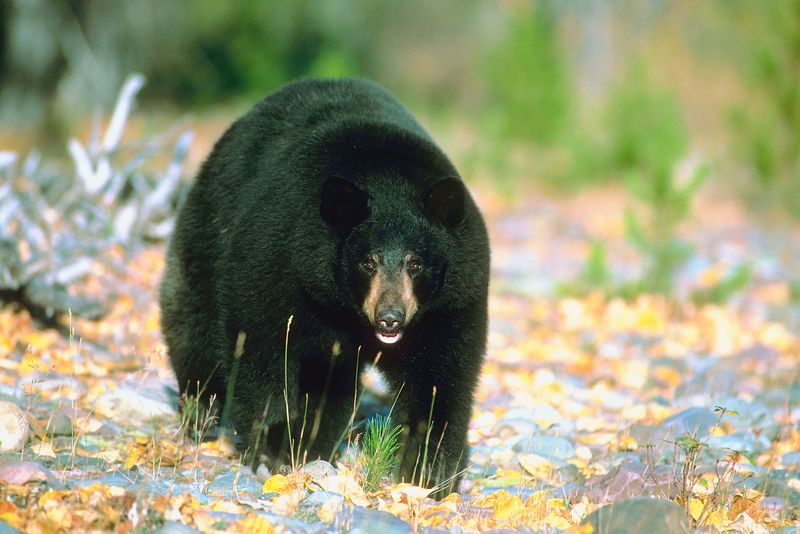Family of bears spotted around Whatcom County homes - Vimarsana News