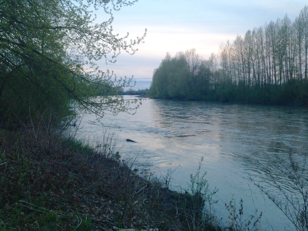 Over $13 million coming to Whatcom County for salmon recovery efforts - Vimarsana News