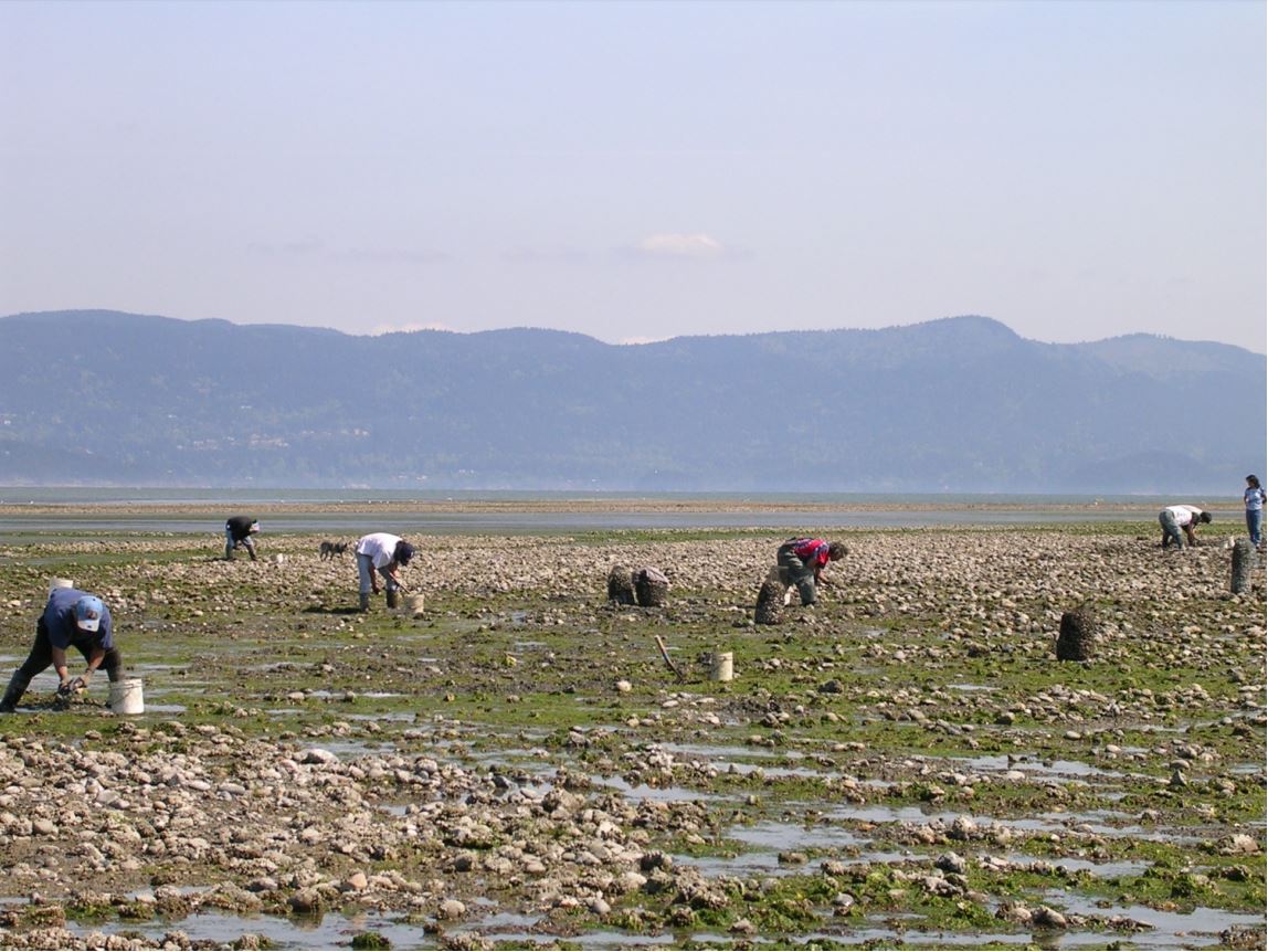 North Whatcom County beaches reopen for recreational shellfish harvesting - Vimarsana News