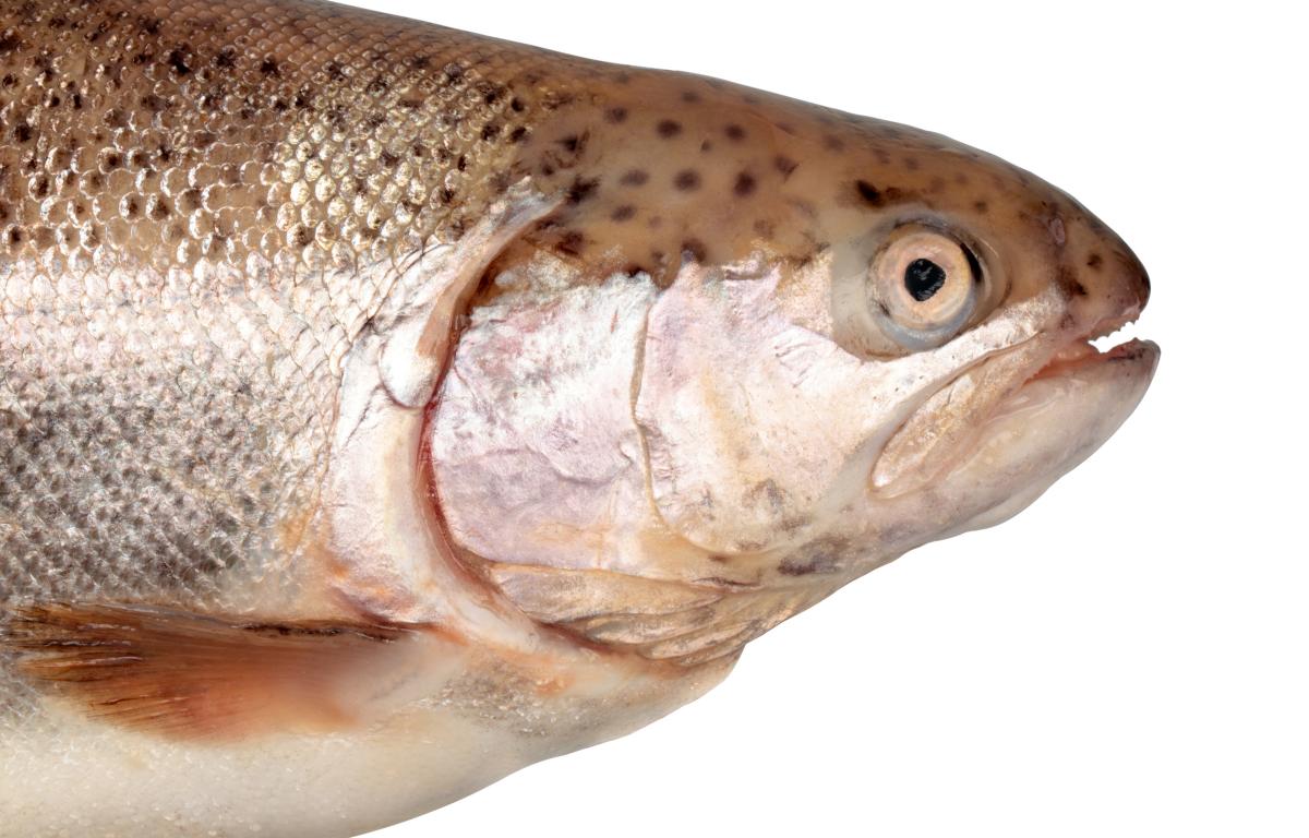 Salmon head 790 KGMI