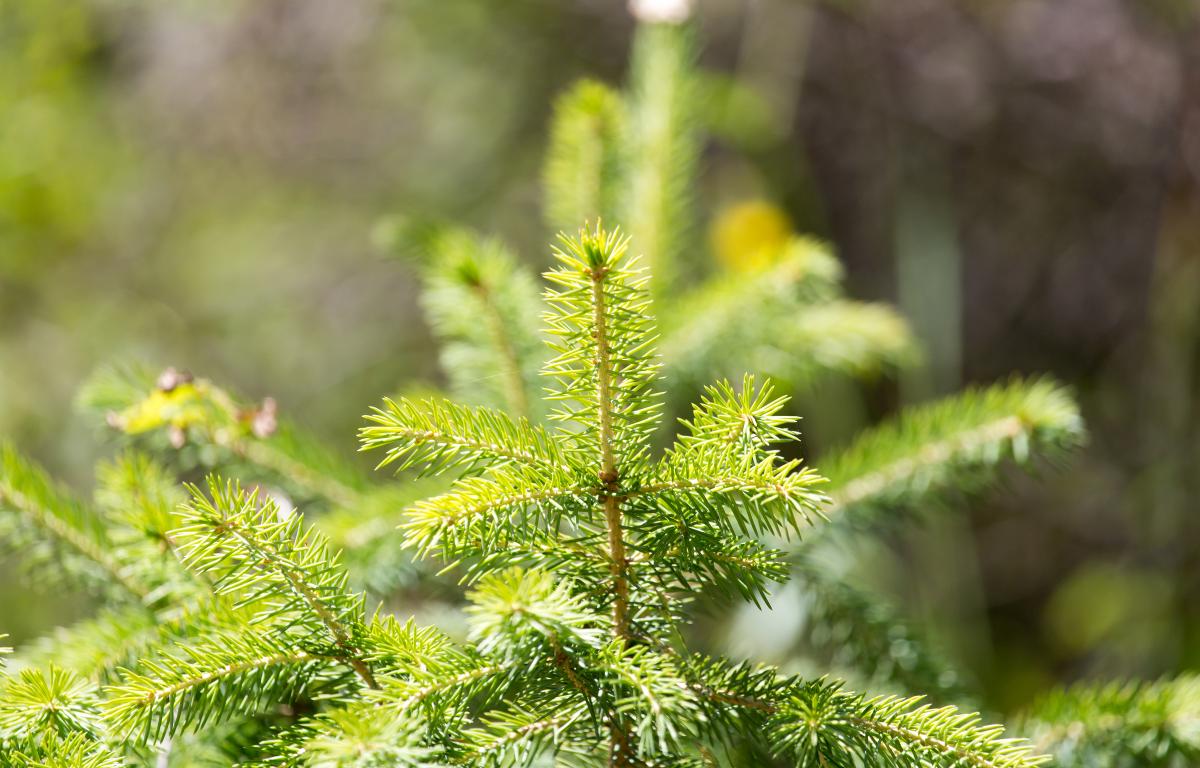 Christmas Tree Farms Unexpected Beneficiaries Of Pandemic 790 Kgmi