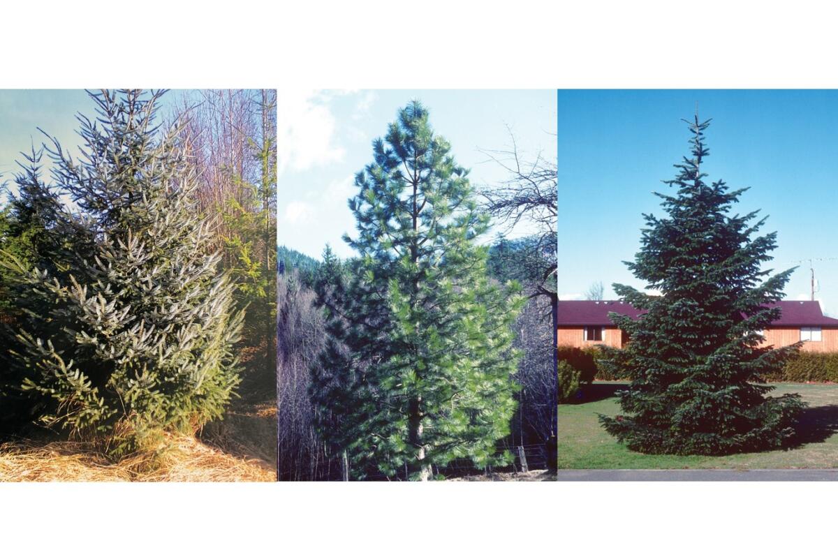 Lynden Tree Sale a Sellout 790 KGMI