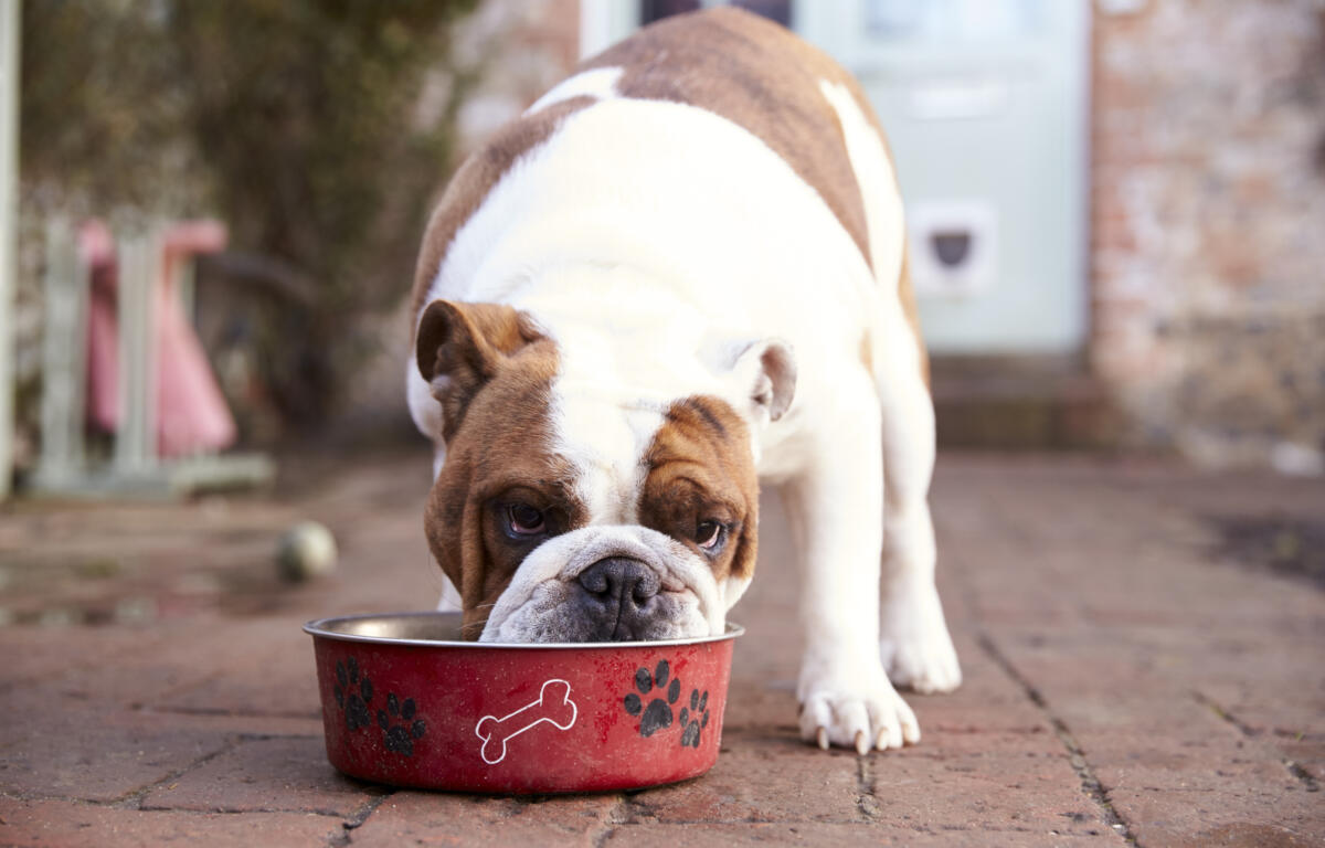 British Bull Dog Eating from Dog Bowl 790 KGMI