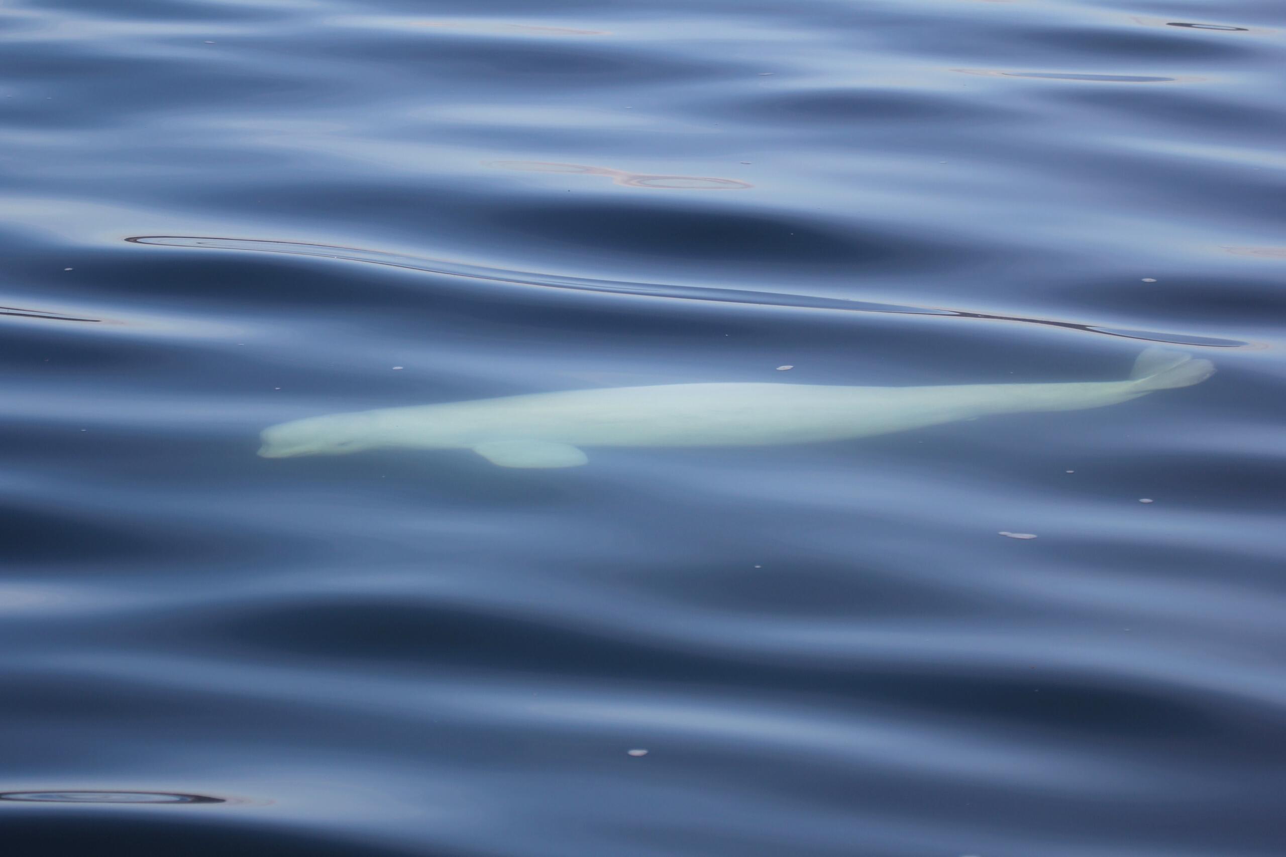 Beluga sighted in Puget Sound traveled farther than initially thought - Vimarsana News