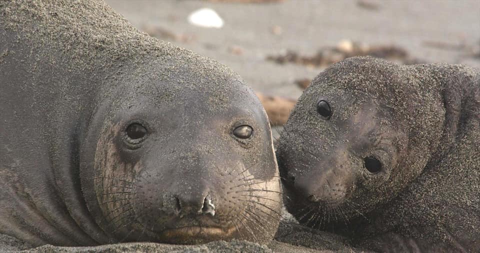 Conservationists celebrate endangered Puget Sound elephant seal's 7th