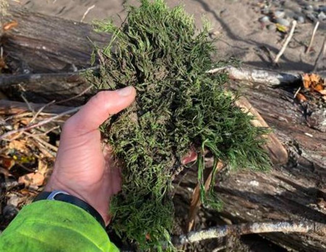Toxic debris in Puyallup River leads to record fine - Vimarsana News