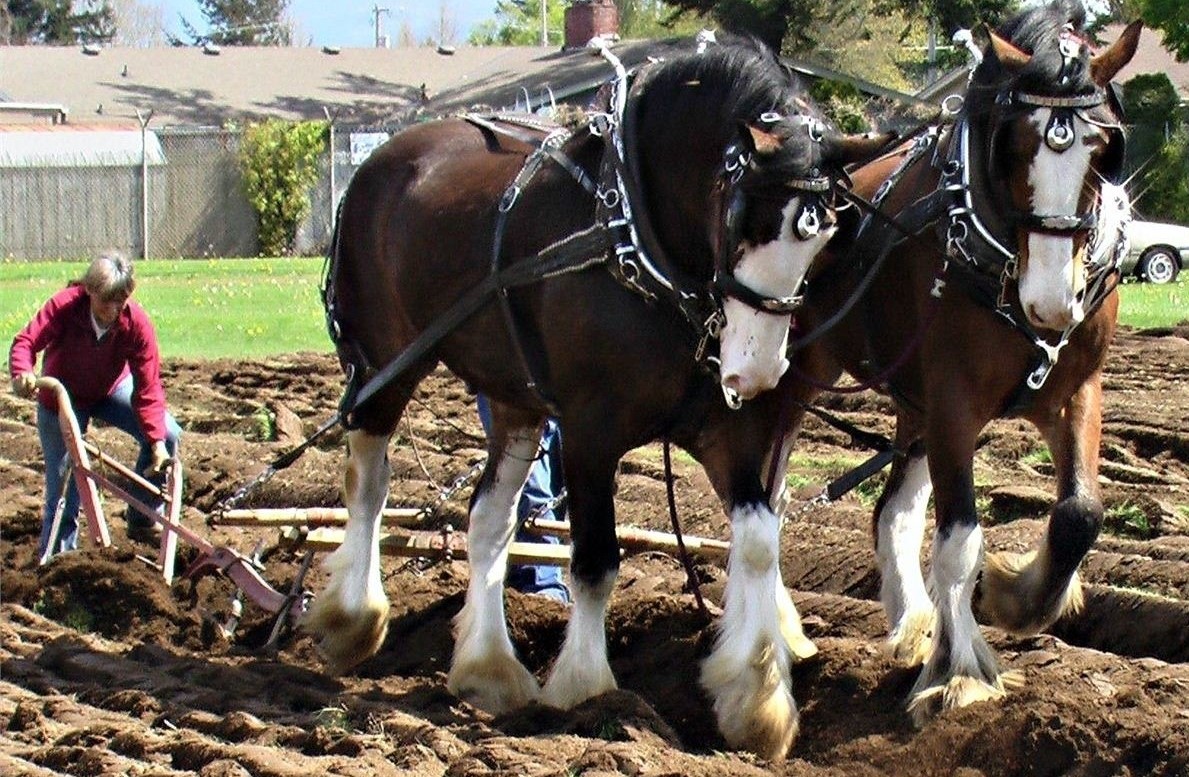 81st annual International Plowing Match at Berthusen Park - Vimarsana News