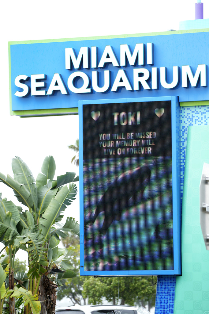 Memorials planned for the late orca Tokitae - Vimarsana News