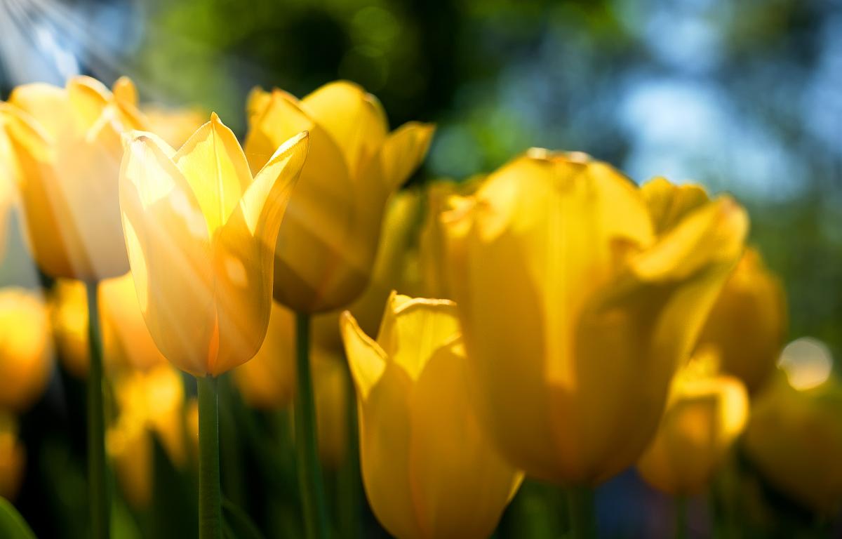 Outdoor and Meadow Stock Photo