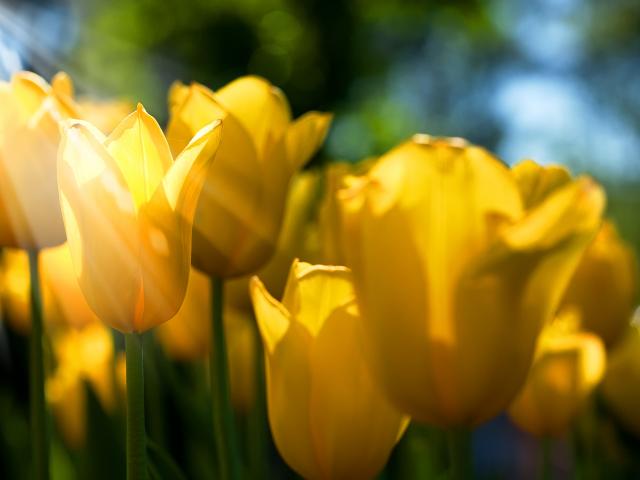 Outdoor and Meadow Stock Photo