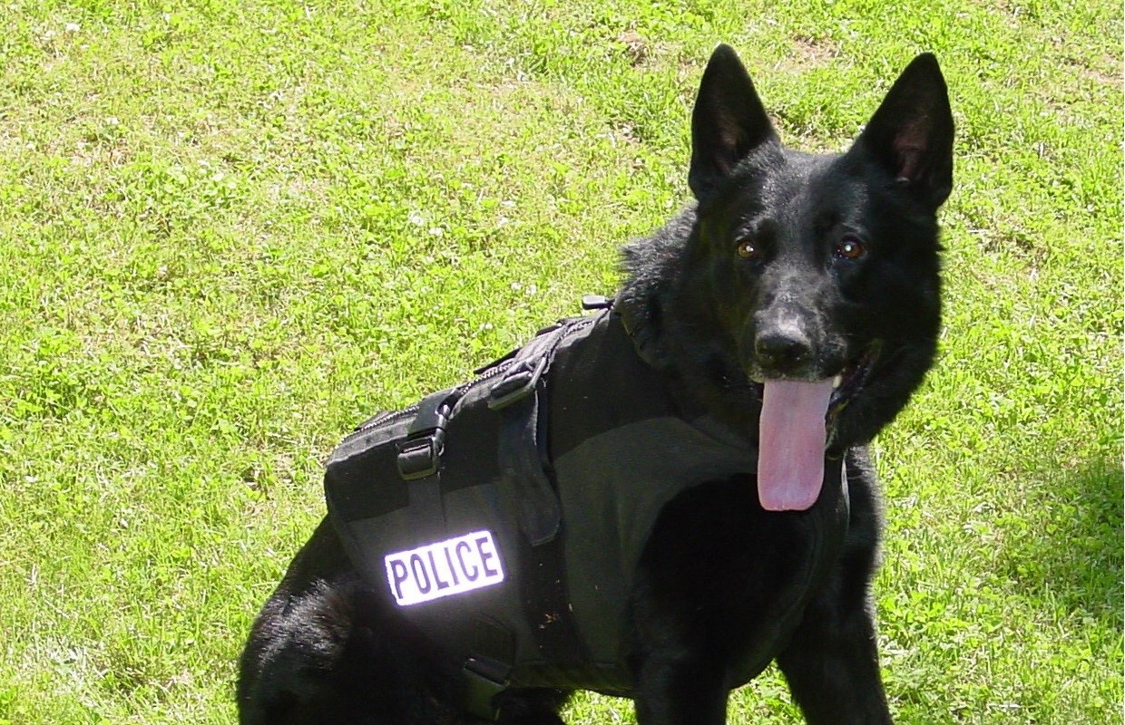 Bellingham police dogs commemorated 790 KGMI