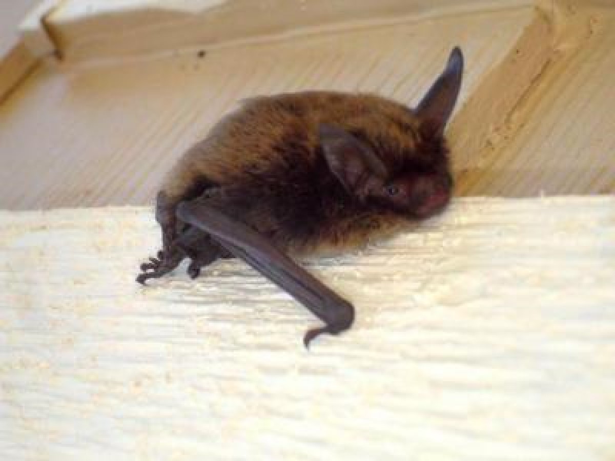 New rabid bat case confirmed in Snohomish County
