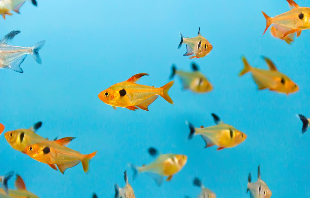 Aquarium fish swimming