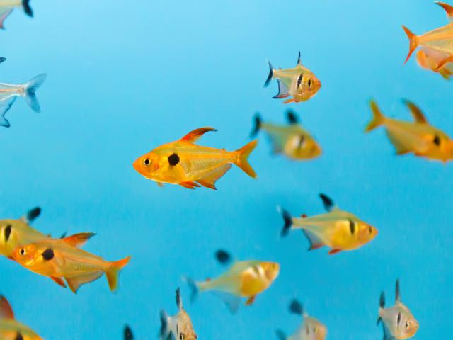 Aquarium fish swimming