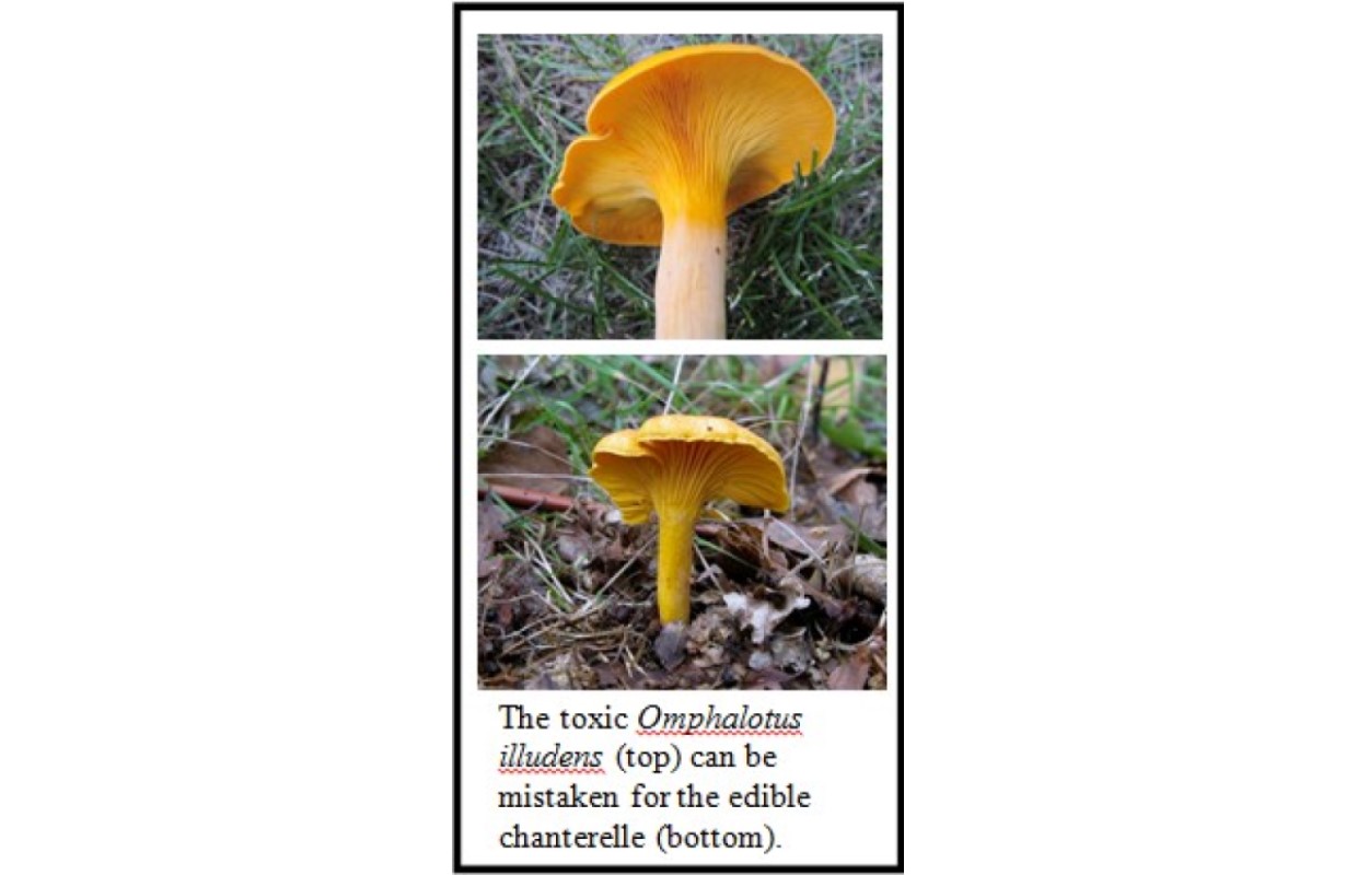 Deadly mushroom growing on UW campus Deadly mushroom growing on UW campus