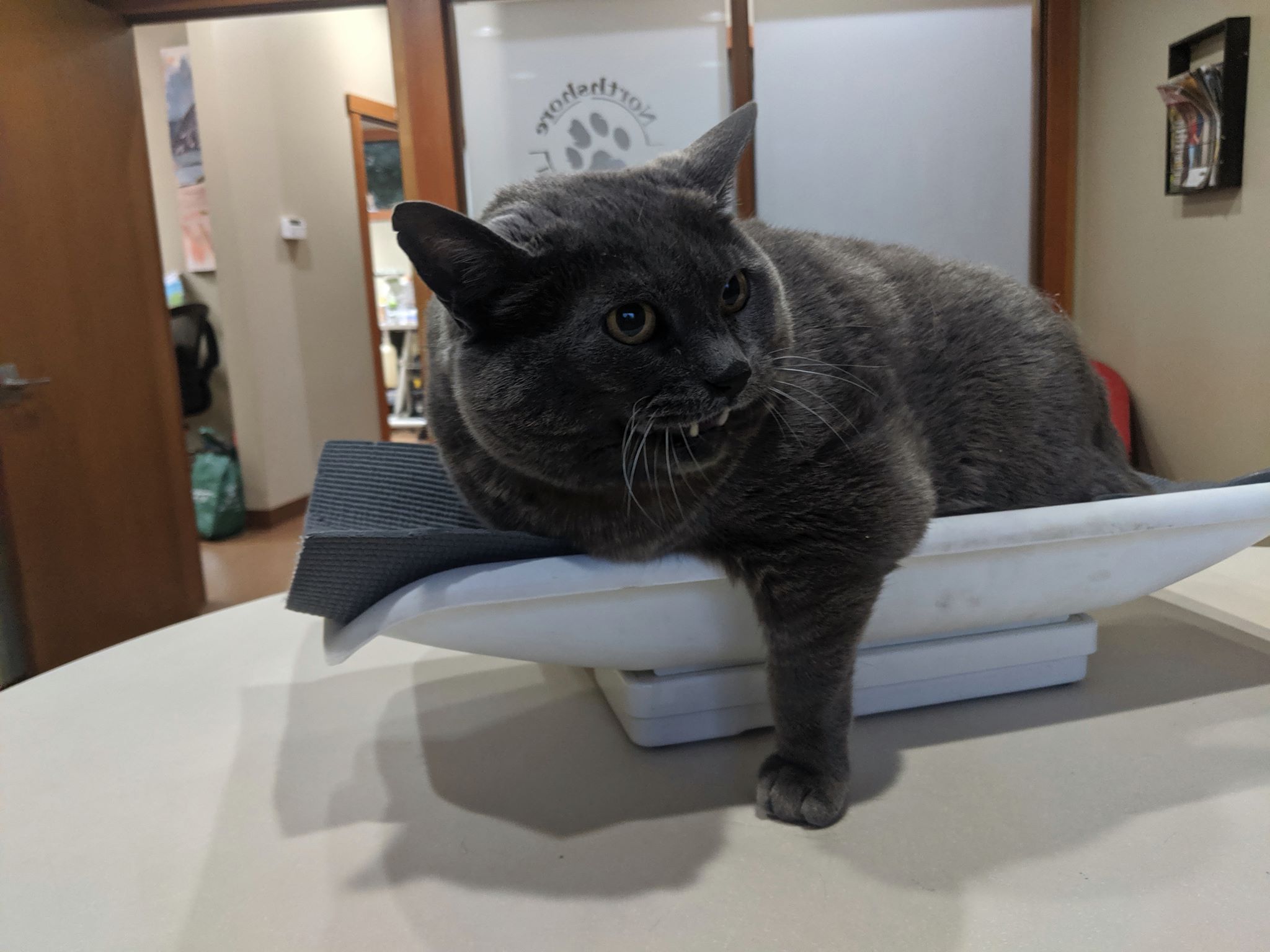 Cinder-block: Bellingham’s newest celebrity