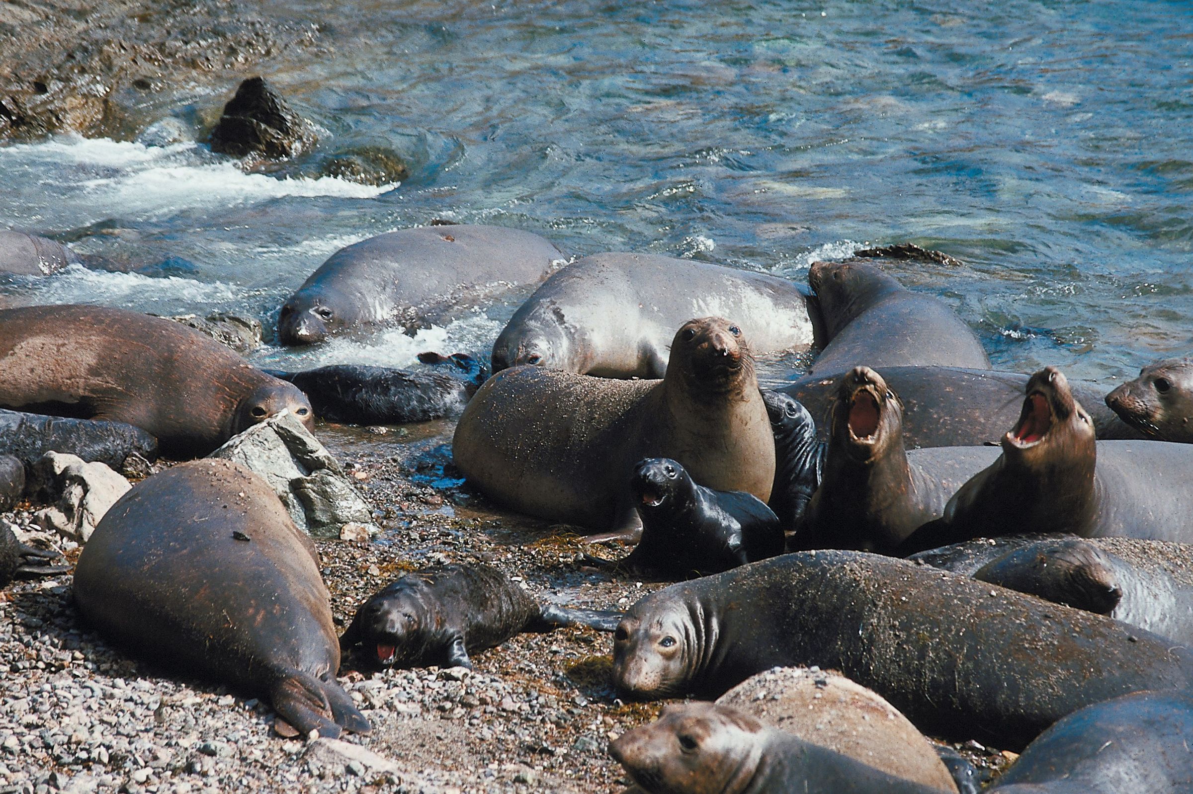Elephant seals sightings increase on Fidalgo, Whidbey Islands