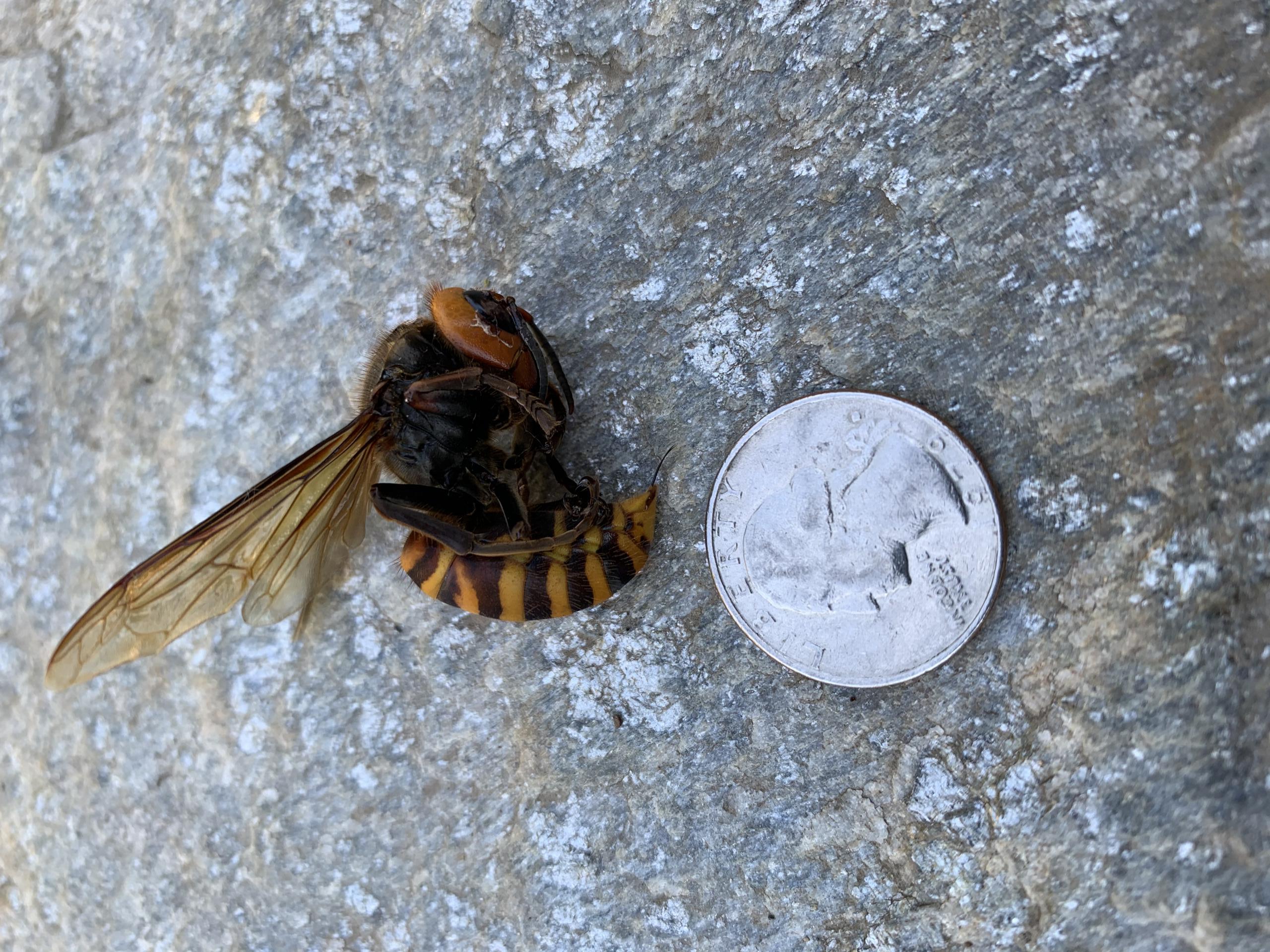 Whatcom County has another Asian giant hornet sighting
