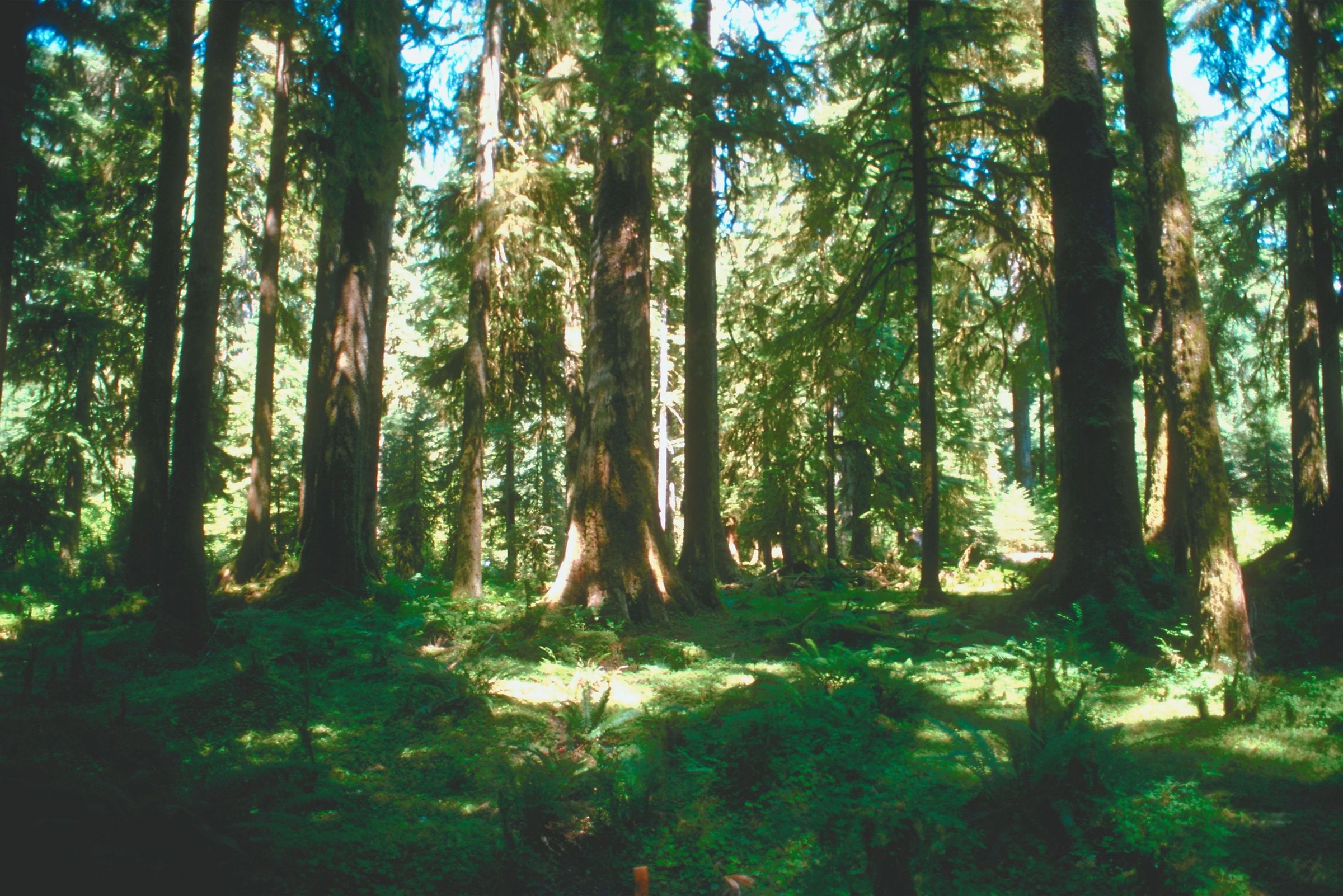 DNR partners with conservation nonprofit to make largest Washington land purchase in over a decade