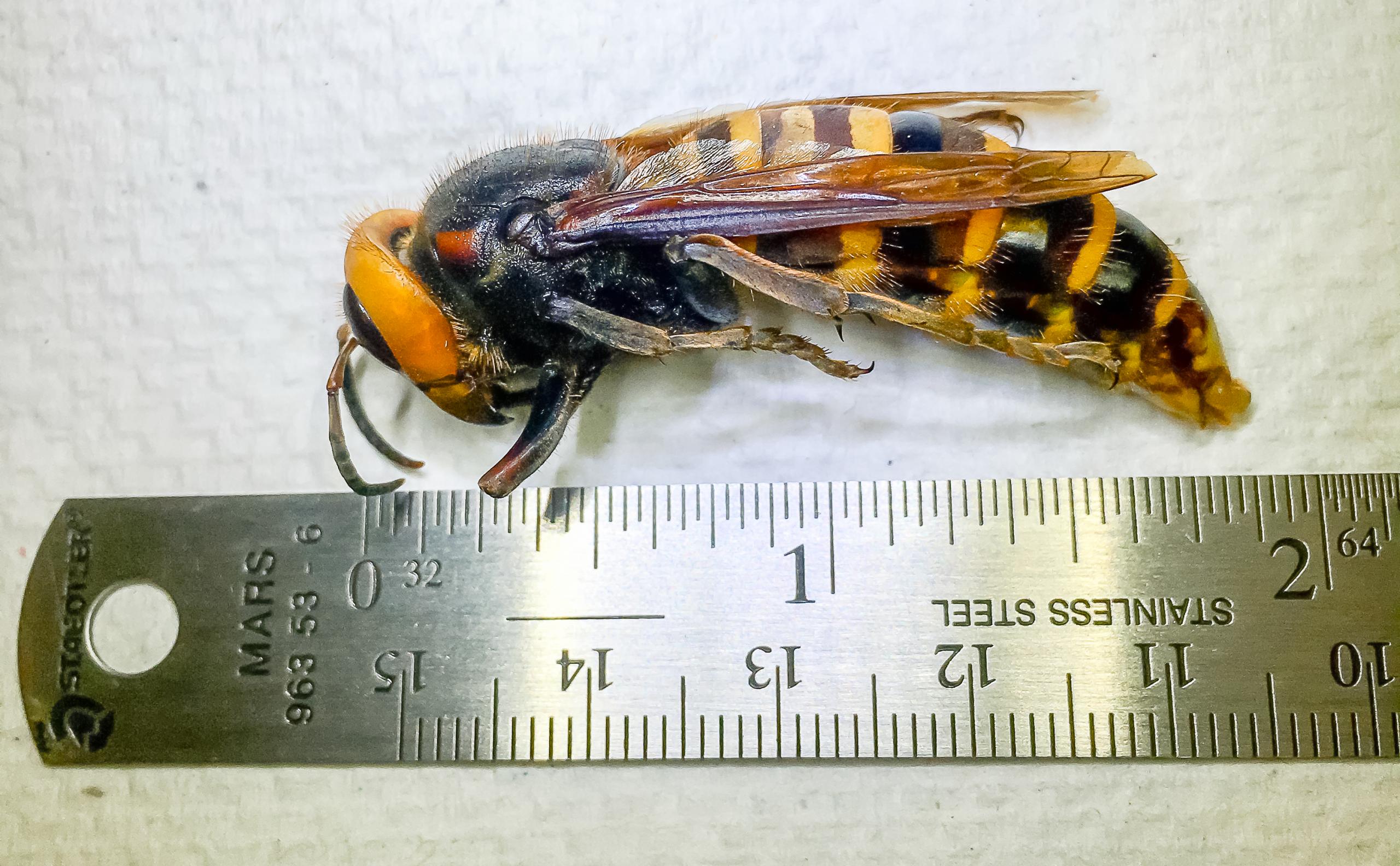 Asian giant hornet trapped near Custer