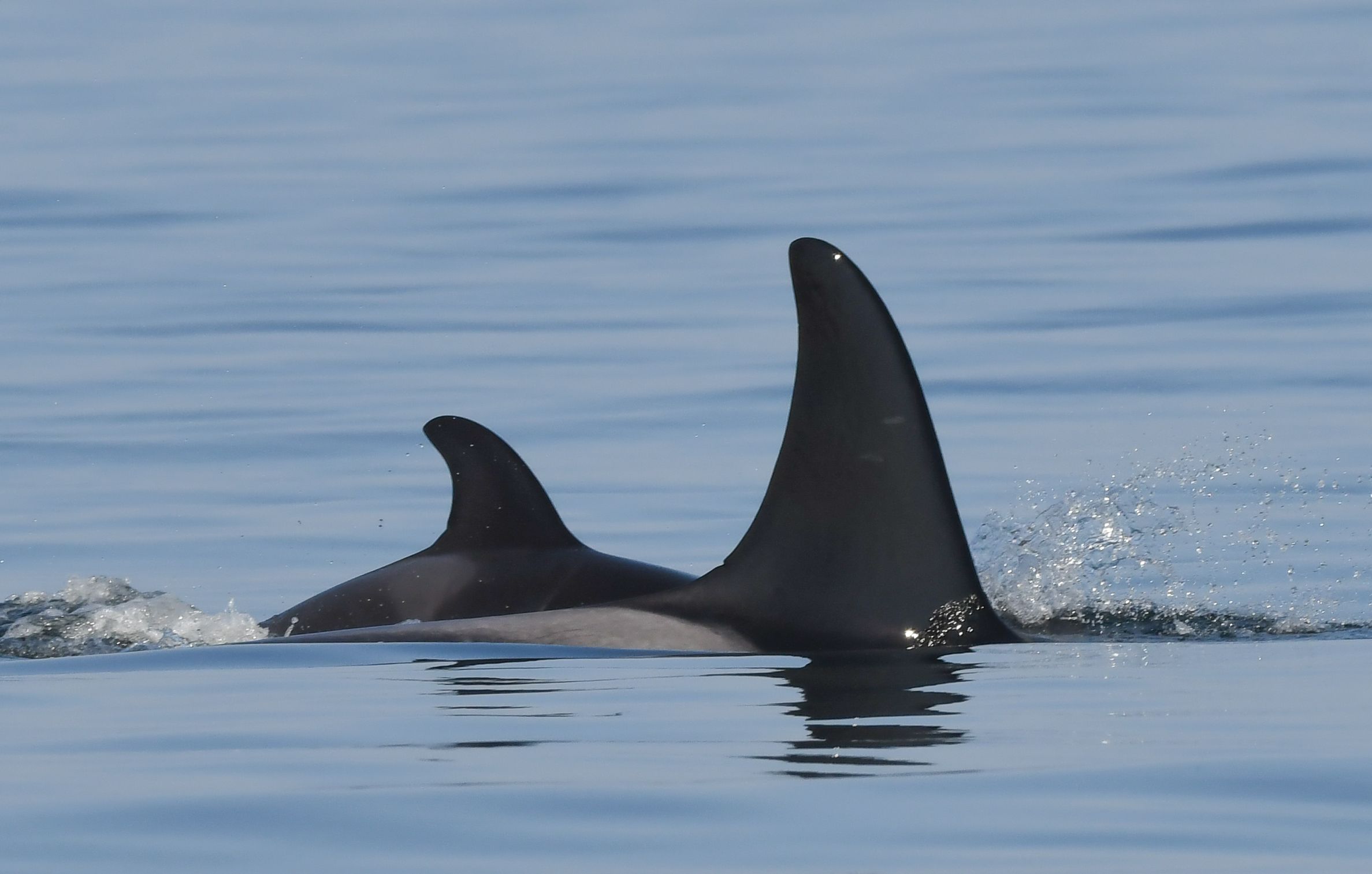 Orca who carried dead calf gives birth to healthy calf