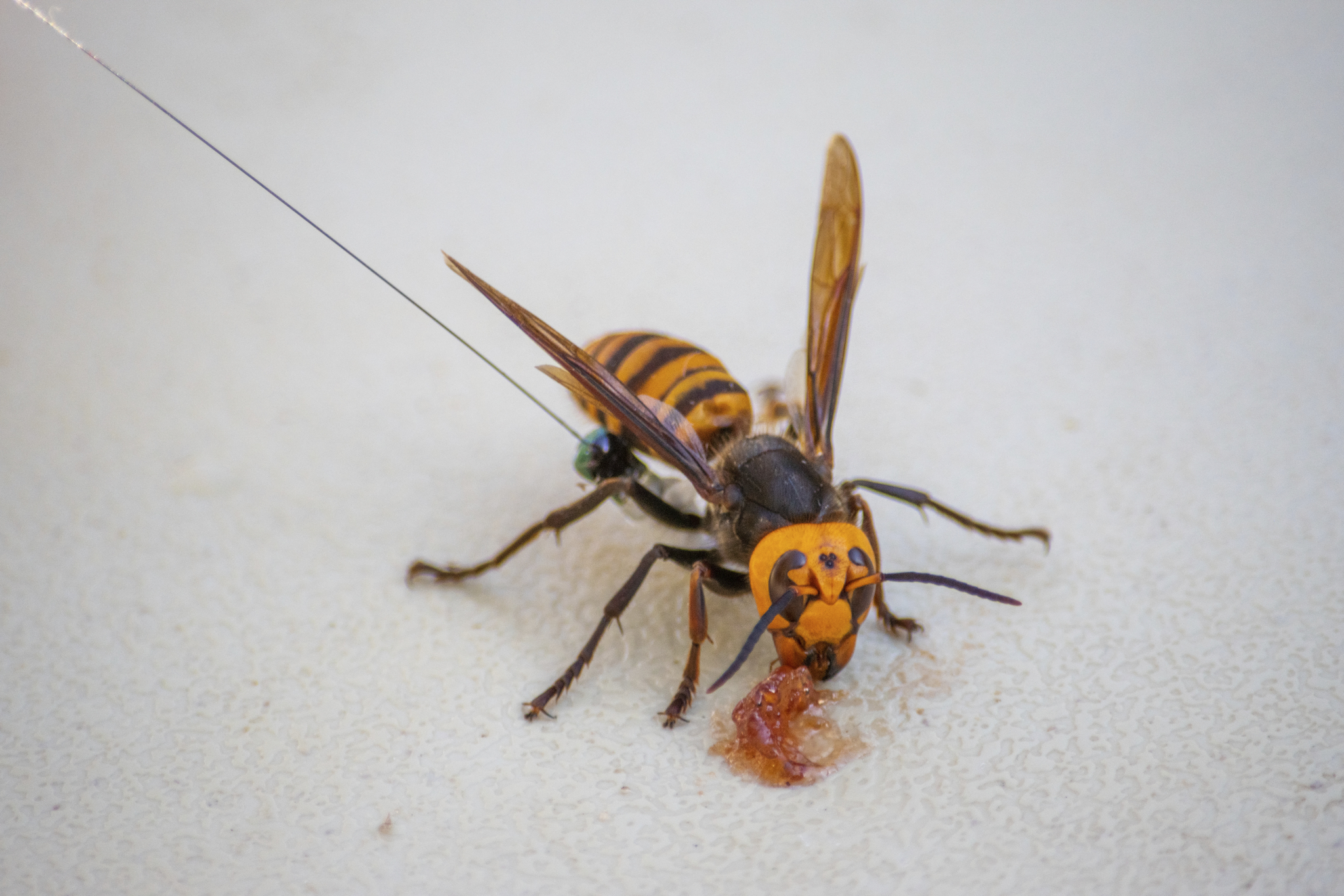 Invasive “murder hornet” officially renamed northern giant hornet