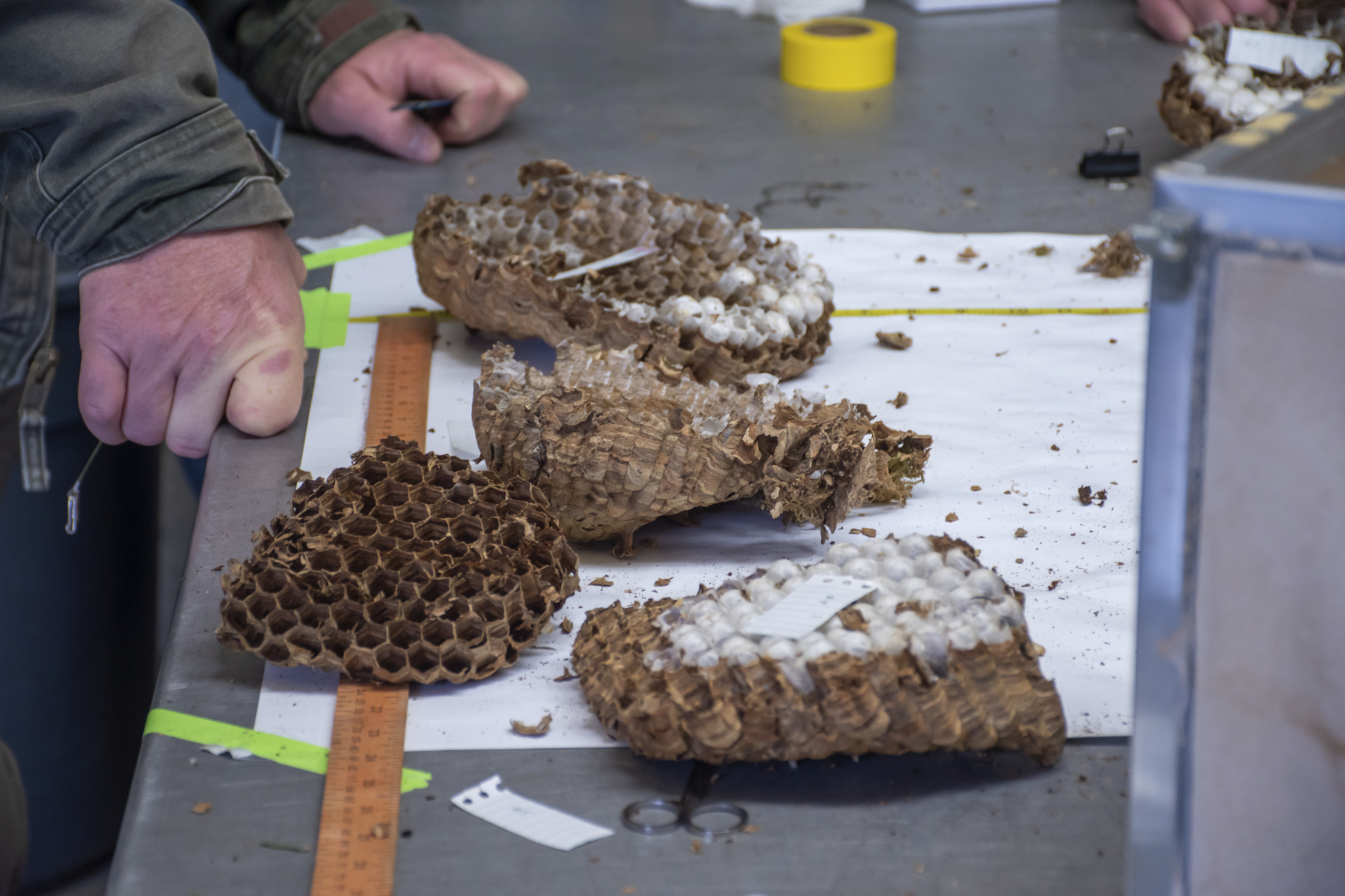 PHOTOS: State entomologist updates details on destroyed Asian giant hornet nest