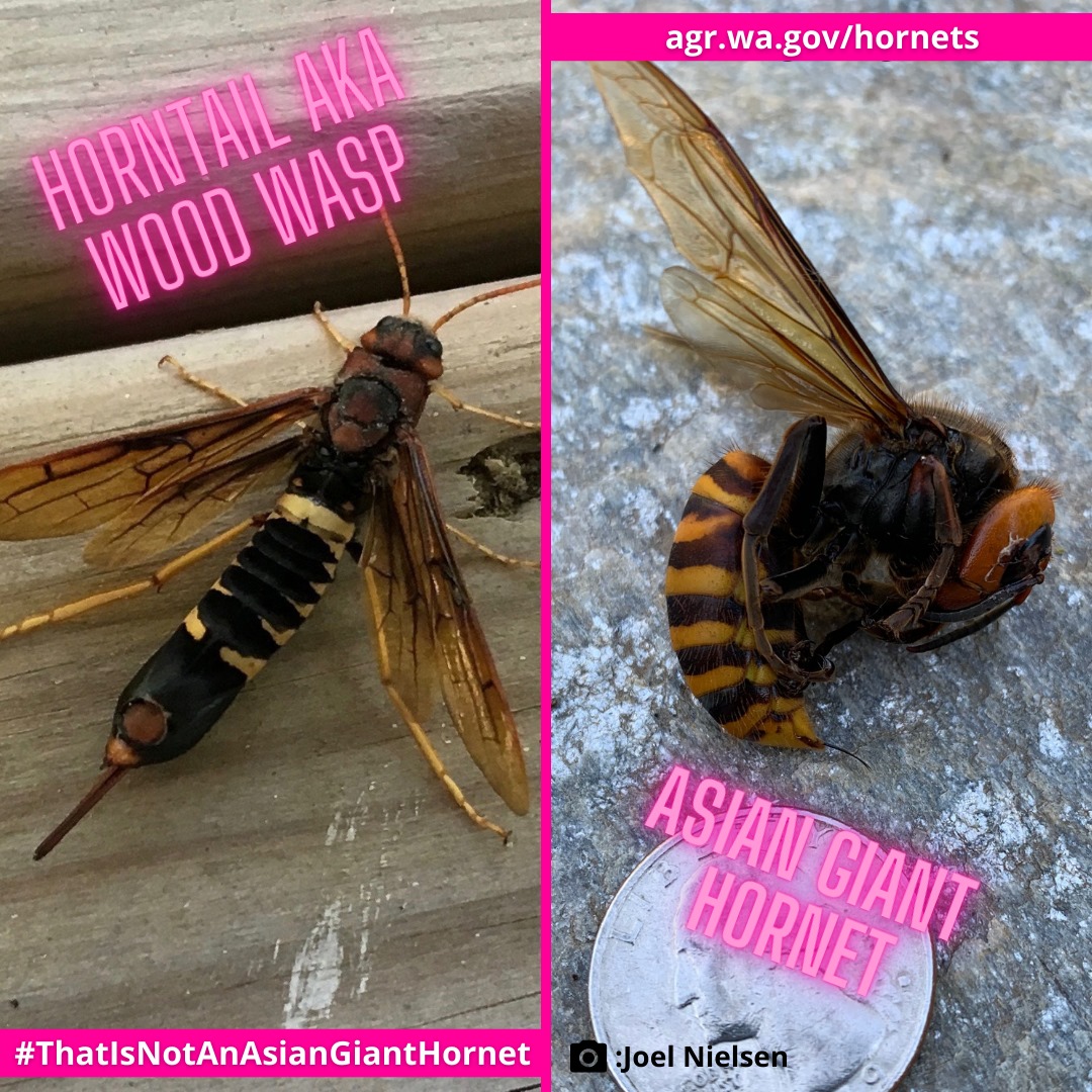 Not an Asian Giant Hornet: Imposter wasp reported