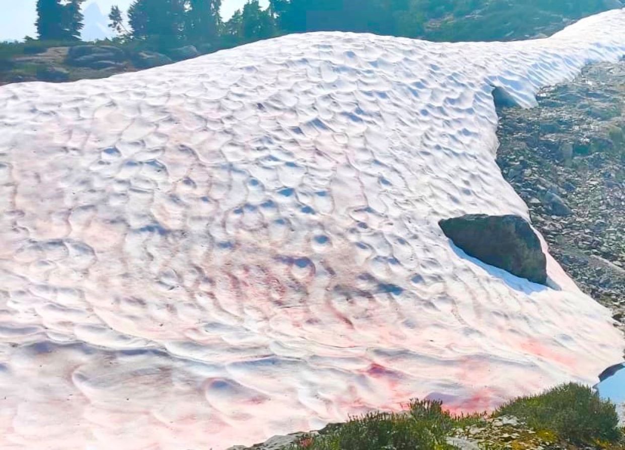 Watermelon snow turning snowpack pink