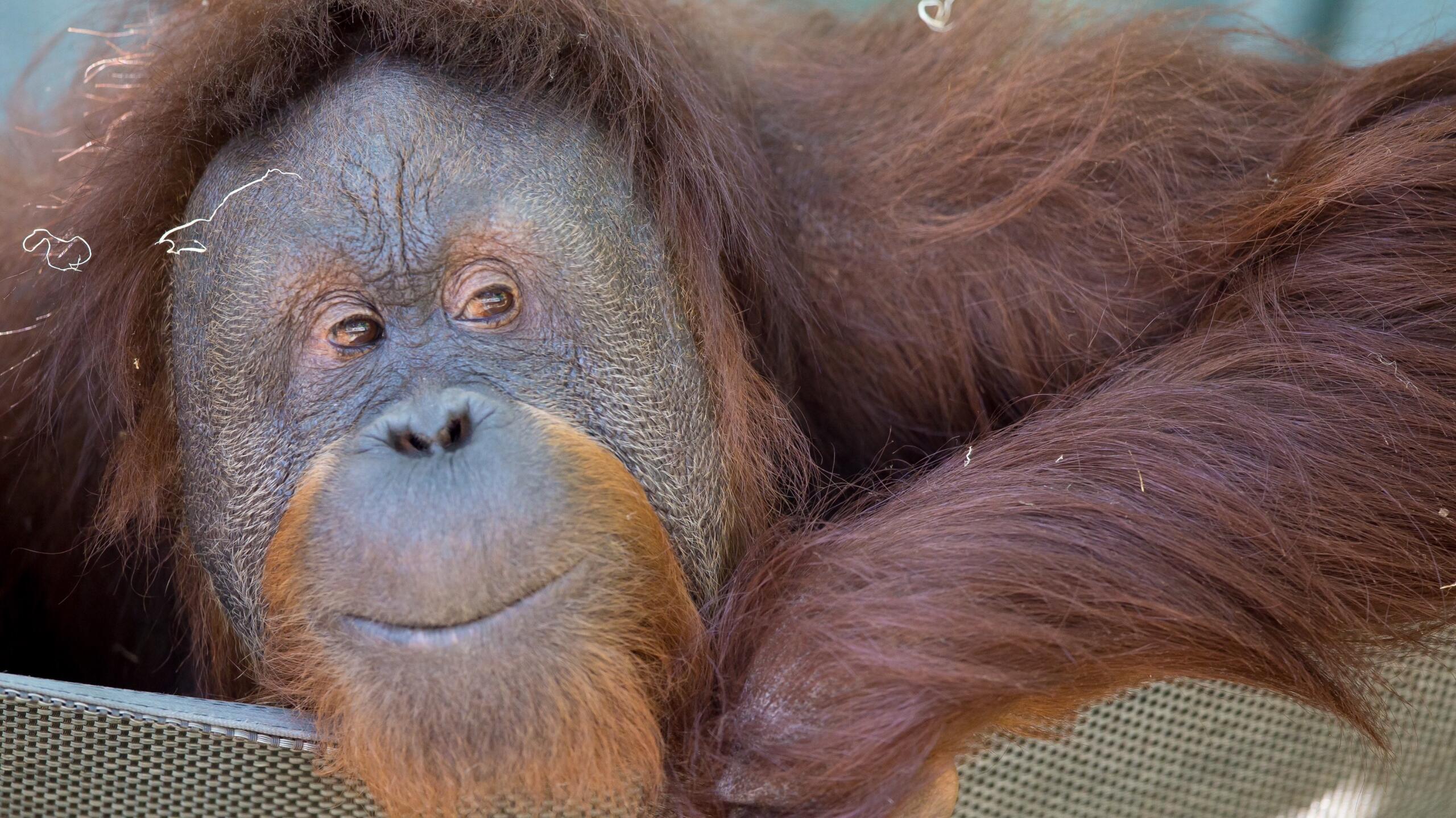 Woodland Park Zoo mourning loss of their oldest orangutan