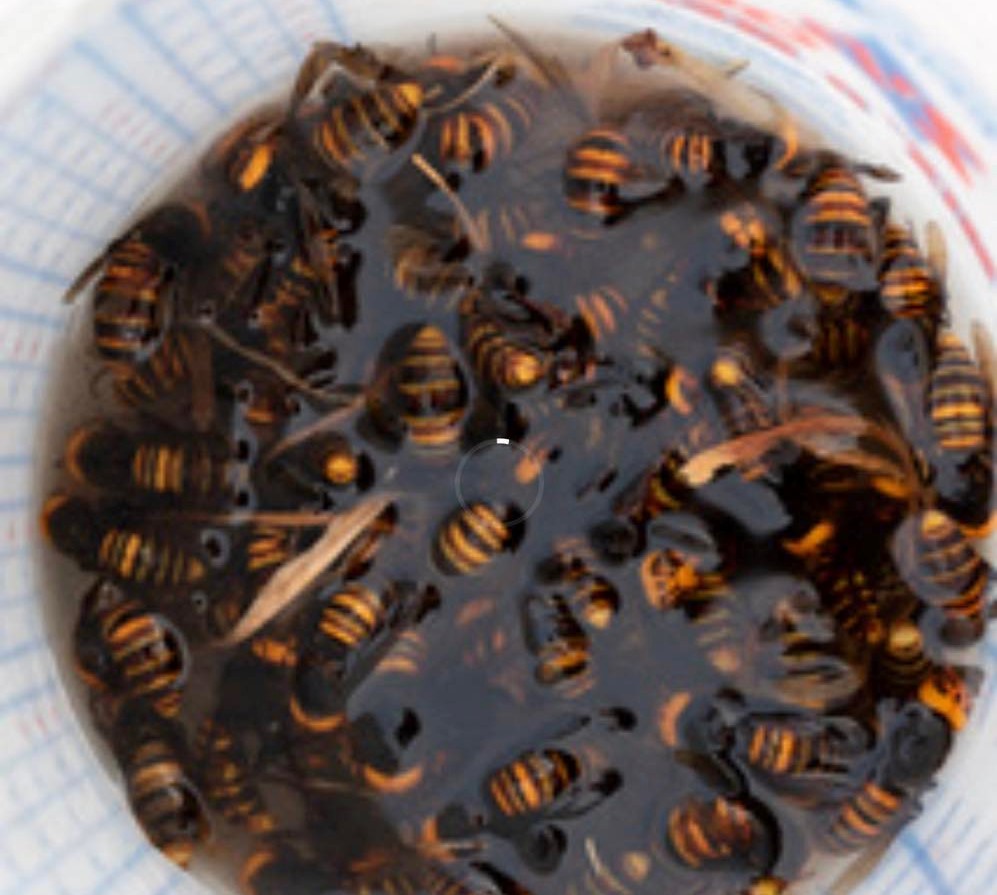 Department of Agriculture releases new data on Asian giant hornet spread