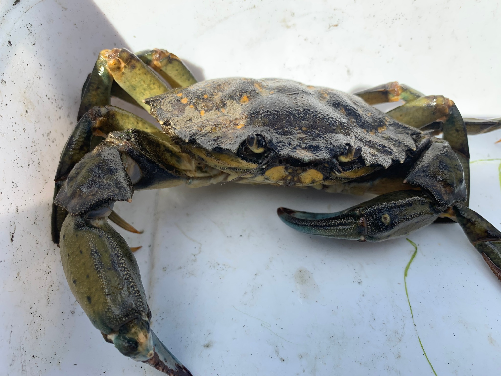 Invasive green crabs continue to spread in Washington waters Invasive green crabs continue to spread in Washington waters