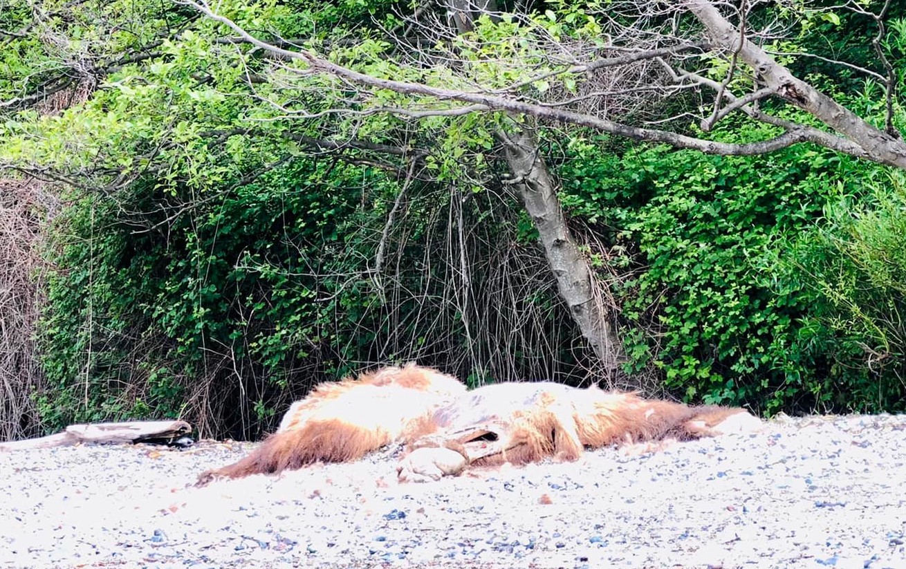 Grizzly bear carcass found on beach near Cherry Point.