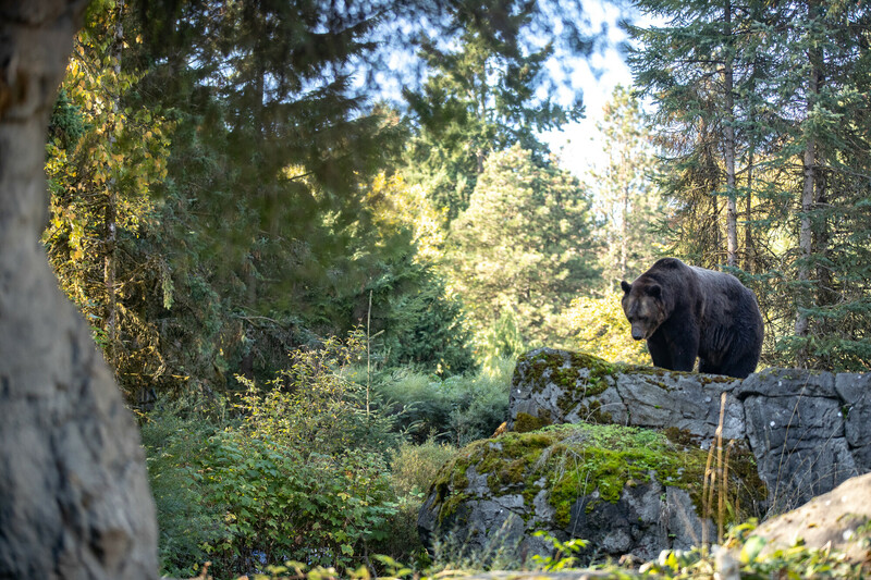 Beloved grizzly at Woodland Park Zoo passes away