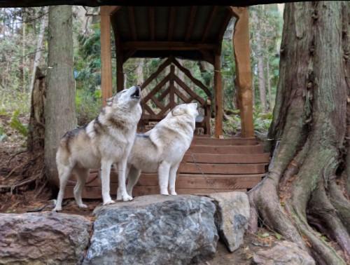 Anacortes wolf sanctuary may have to close, euthanize animals Anacortes wolf sanctuary may have to close, euthanize animals