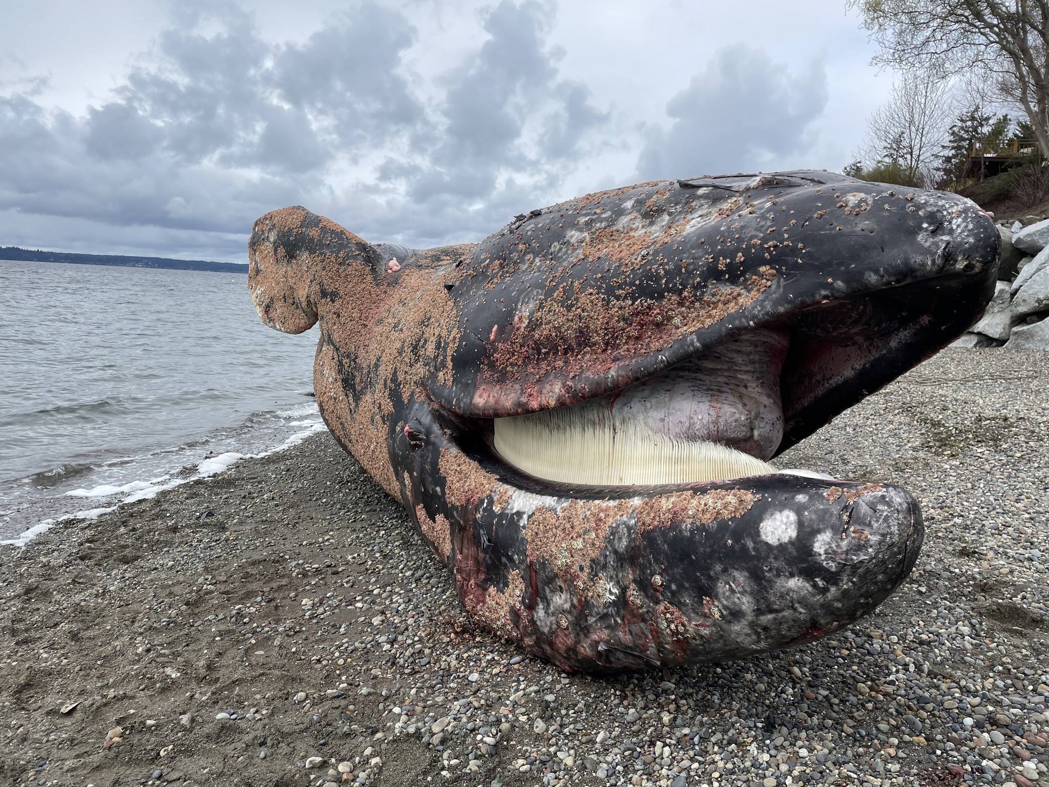 Gray whale found dead in southern Puget Sound Gray whale found dead in southern Puget Sound