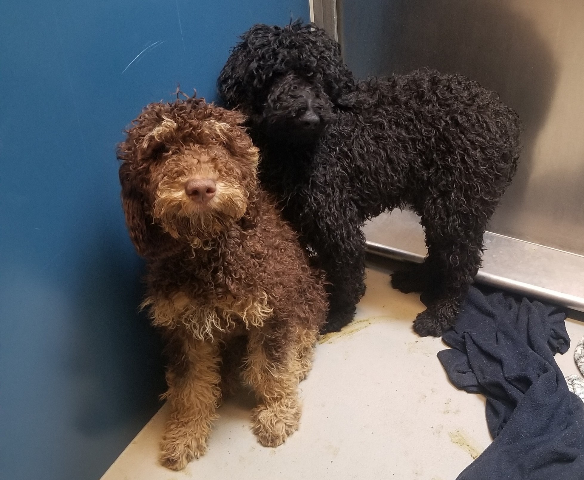 Humane Society continues to take in abandoned “doodles”