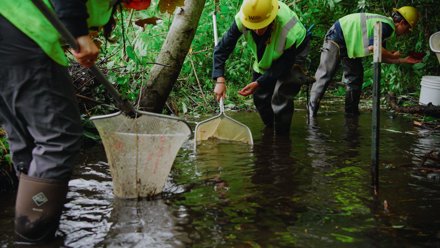 Little Squalicum Estuary project now connected to Bellingham Bay